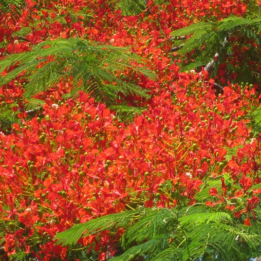 A flame tree - nature's own "tinsel"!